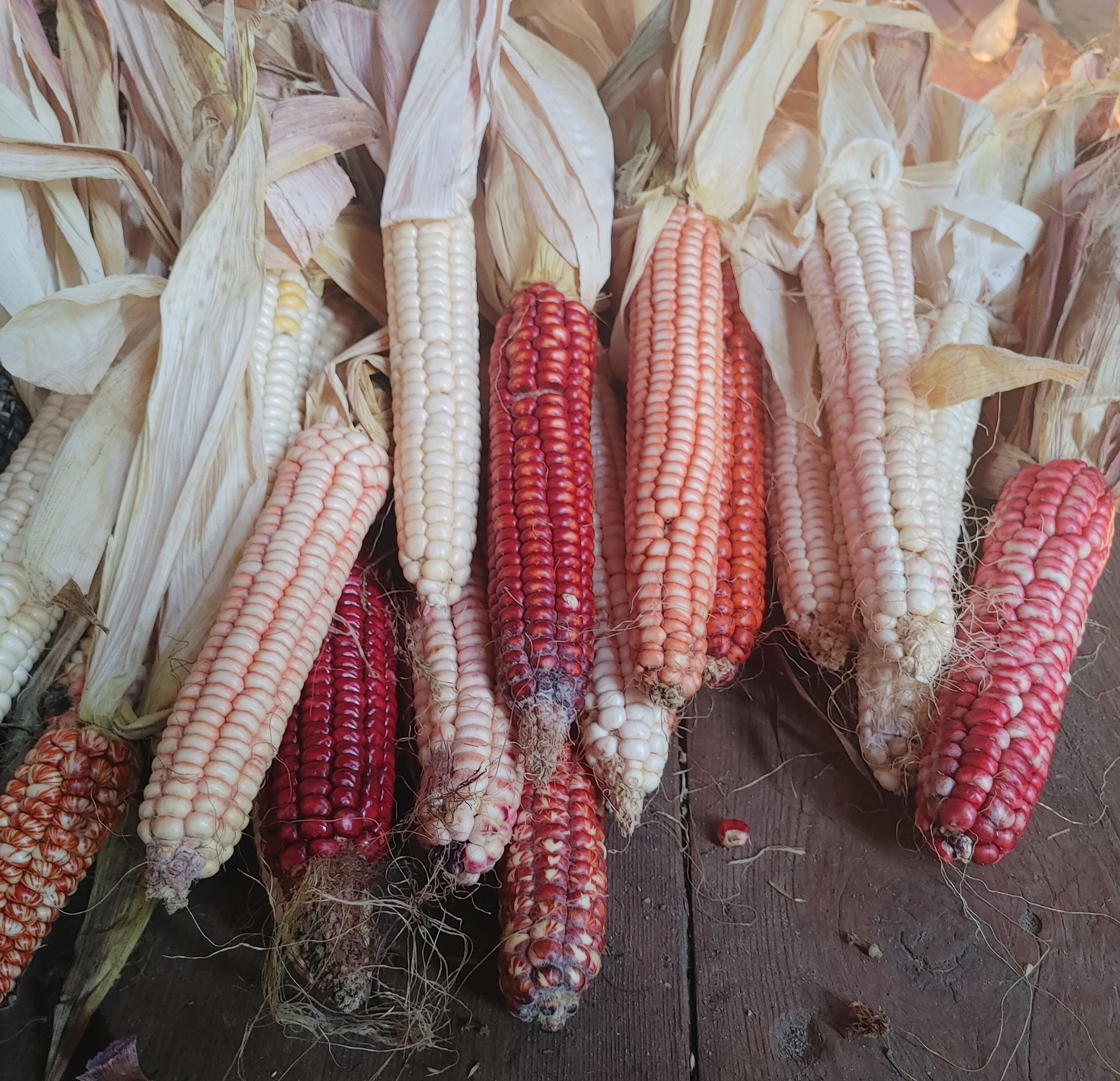 Magic Manna Flour Corn