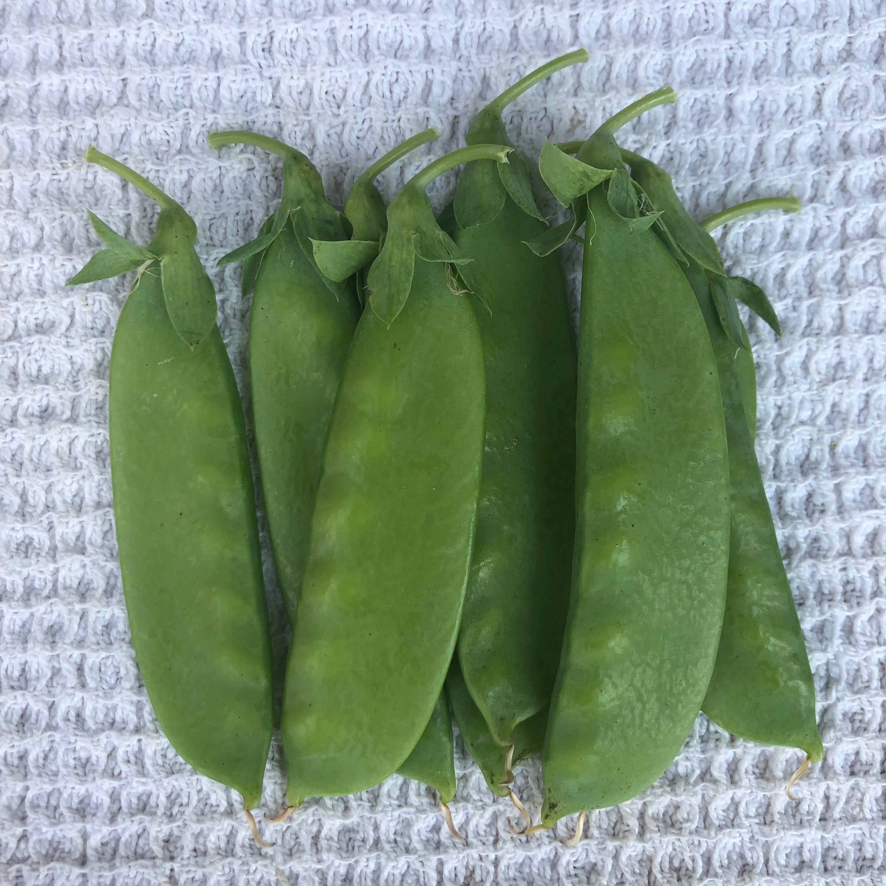 Mammoth Melting Snow Pea