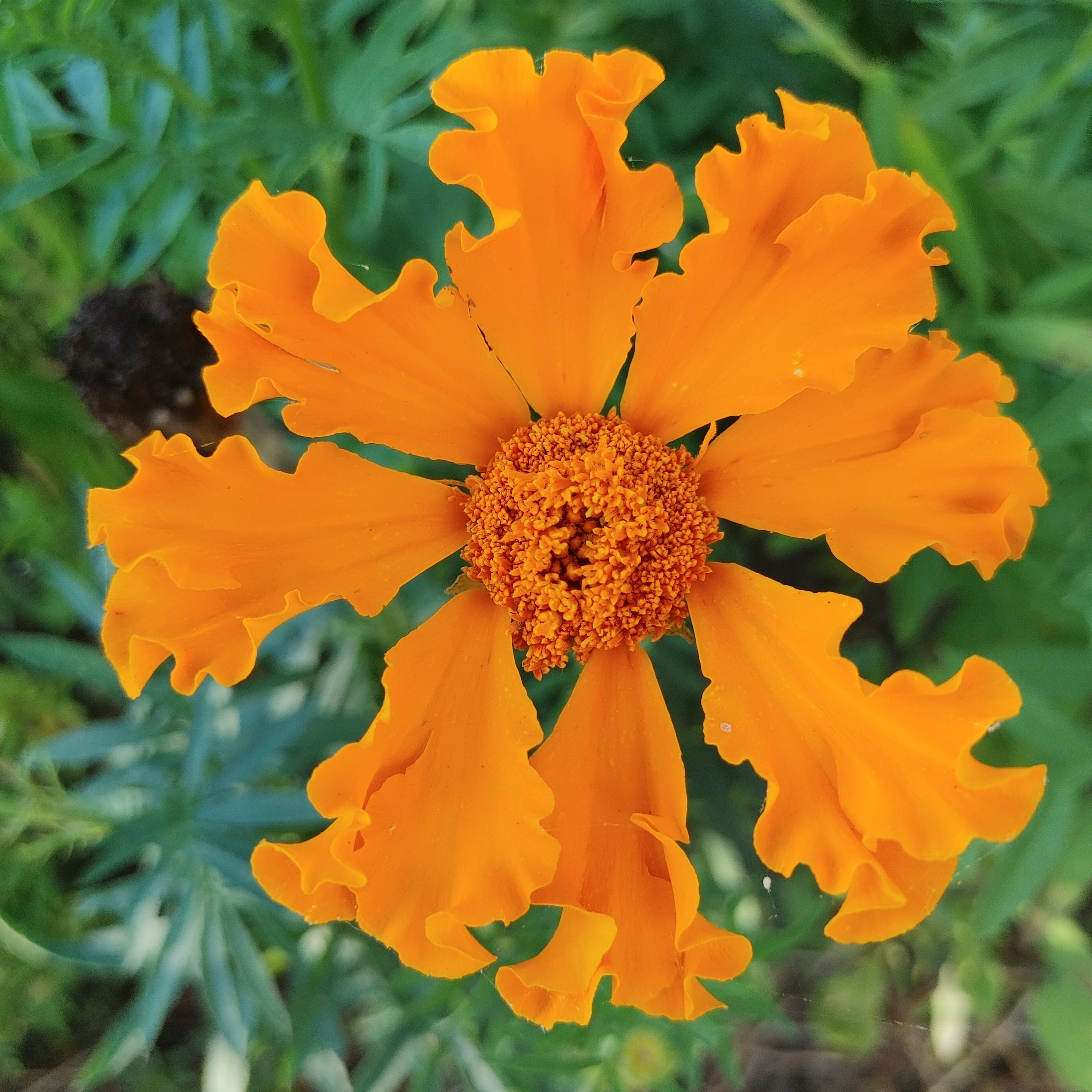 Marigold - Swallowhaven Single