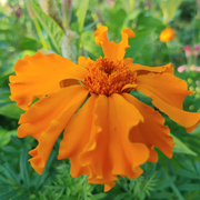 Marigold - Swallowhaven Single