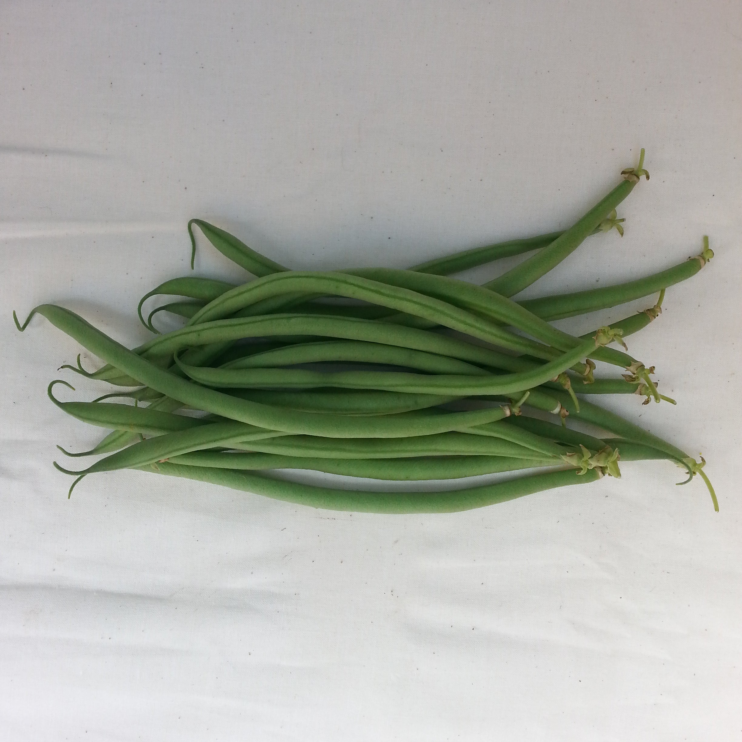 Maxibel French Filet Bean