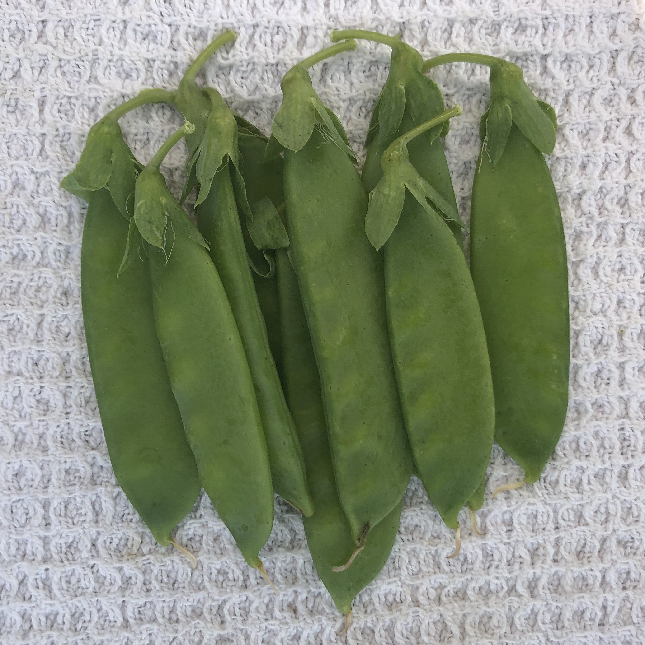 Meeting Place Snow Pea
