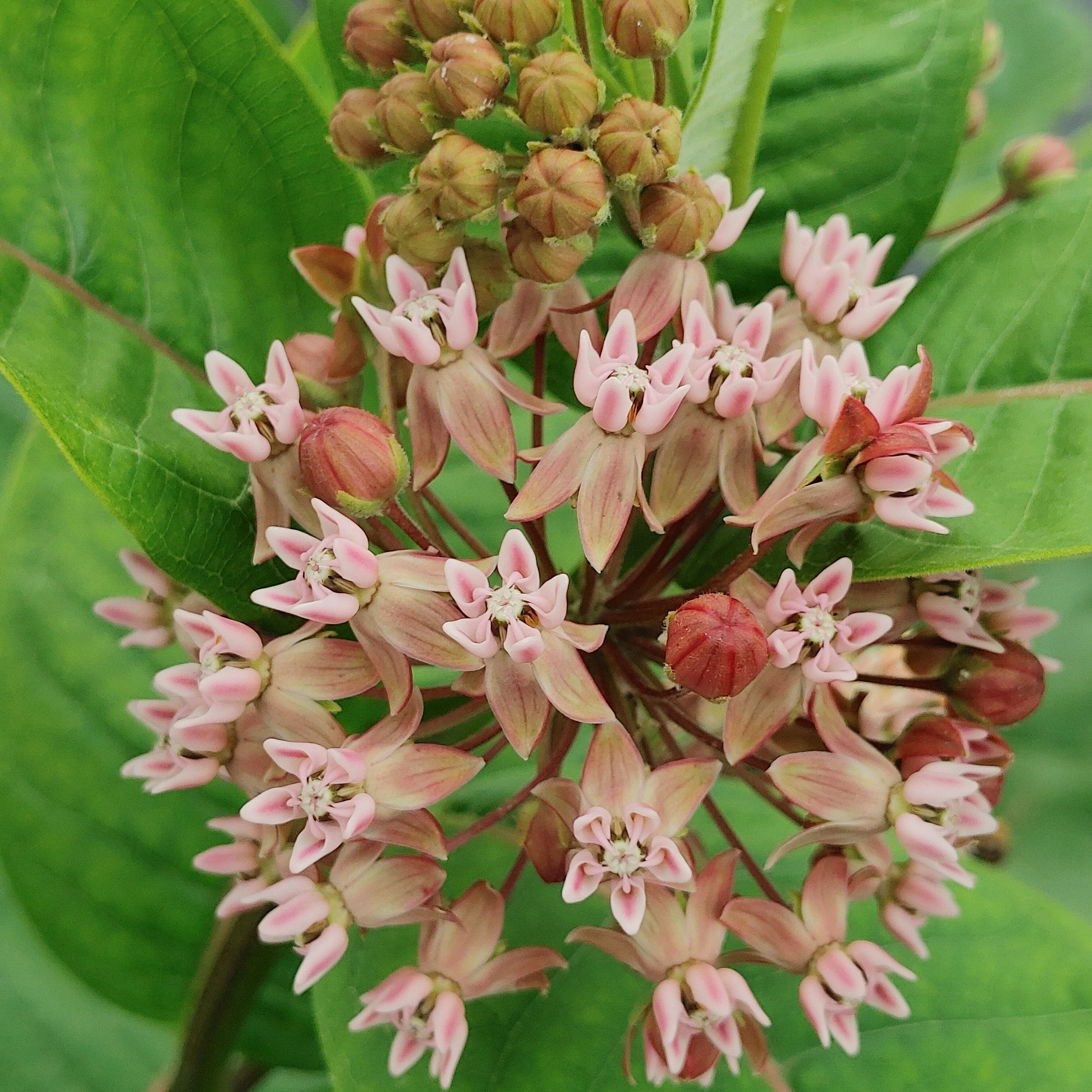 Milkweed - Common