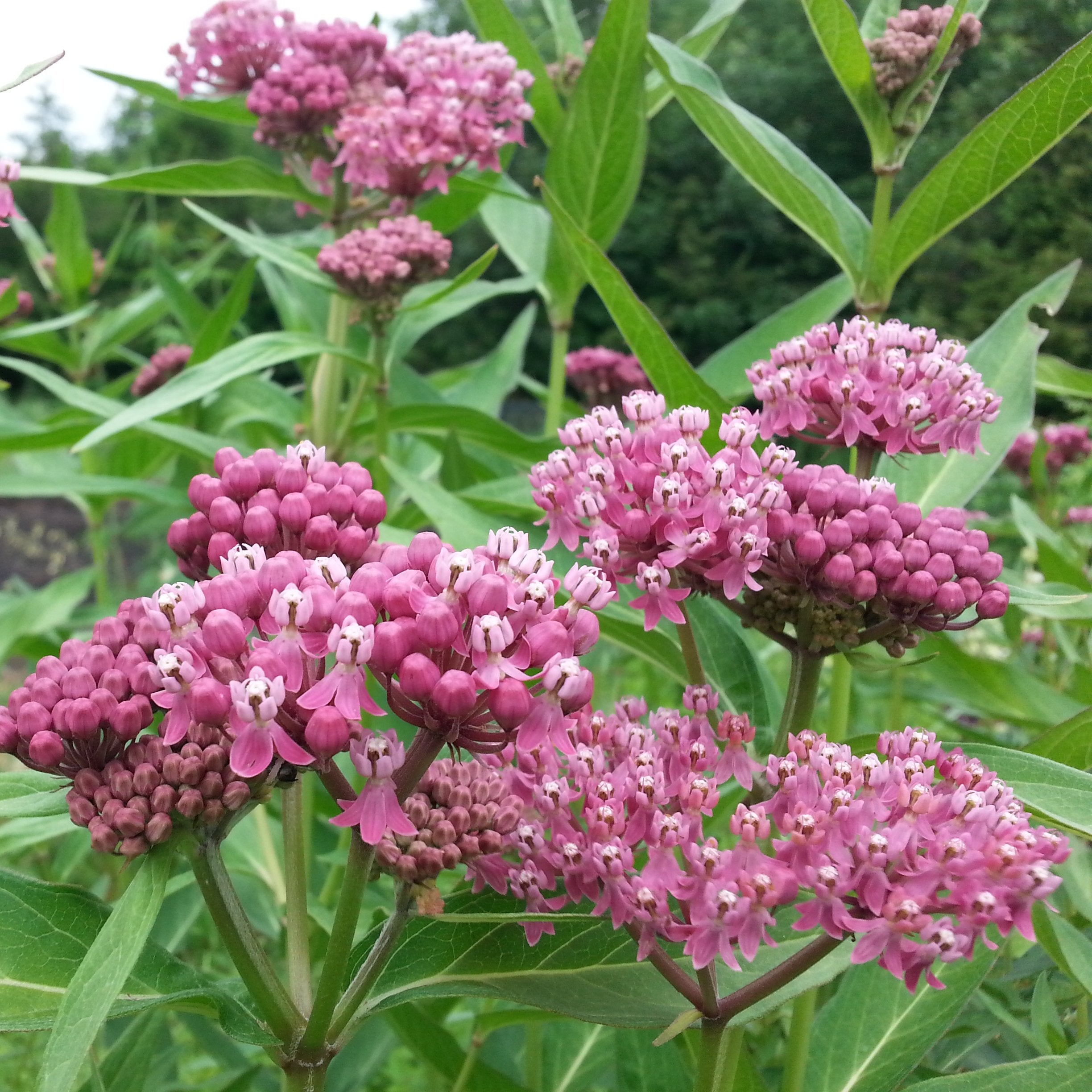 Milkweed - Swamp Milkweed
