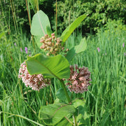 Milkweed - Common