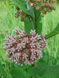 Milkweed - Common