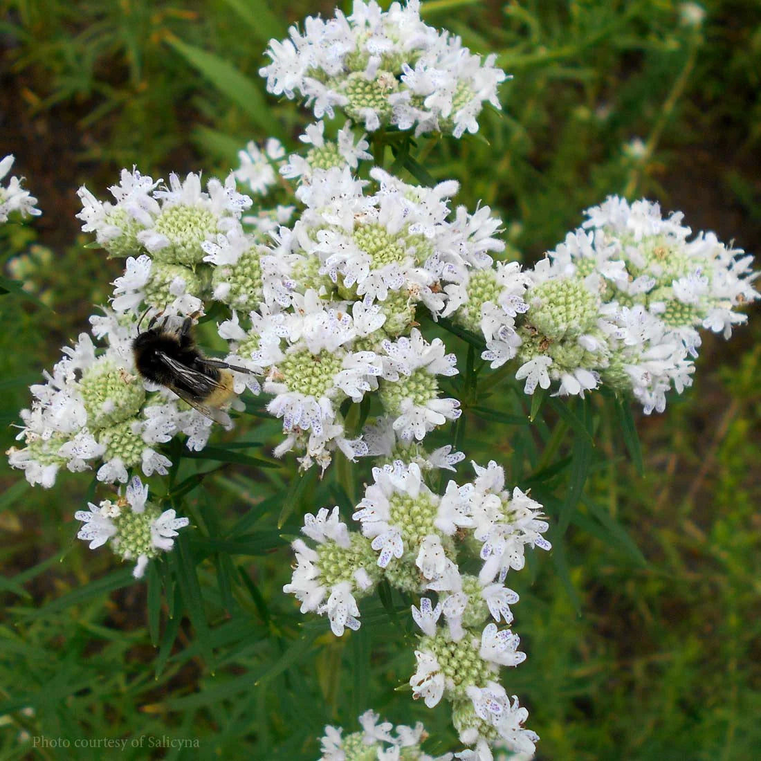 Mint - Virginia Mountain Mint