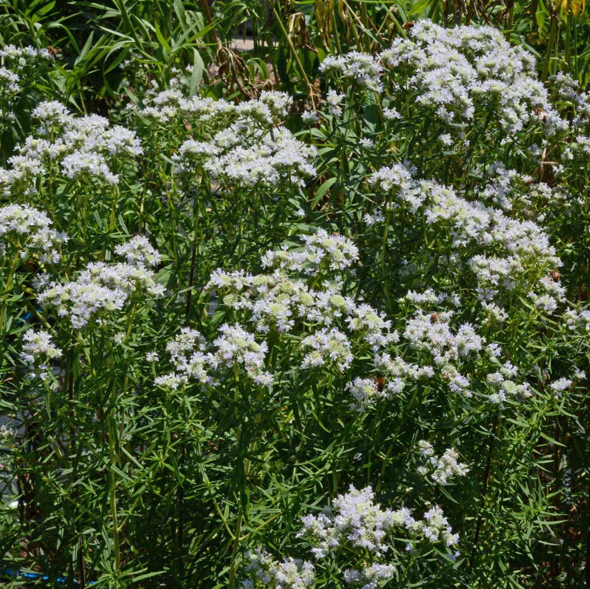 Mint - Virginia Mountain Mint