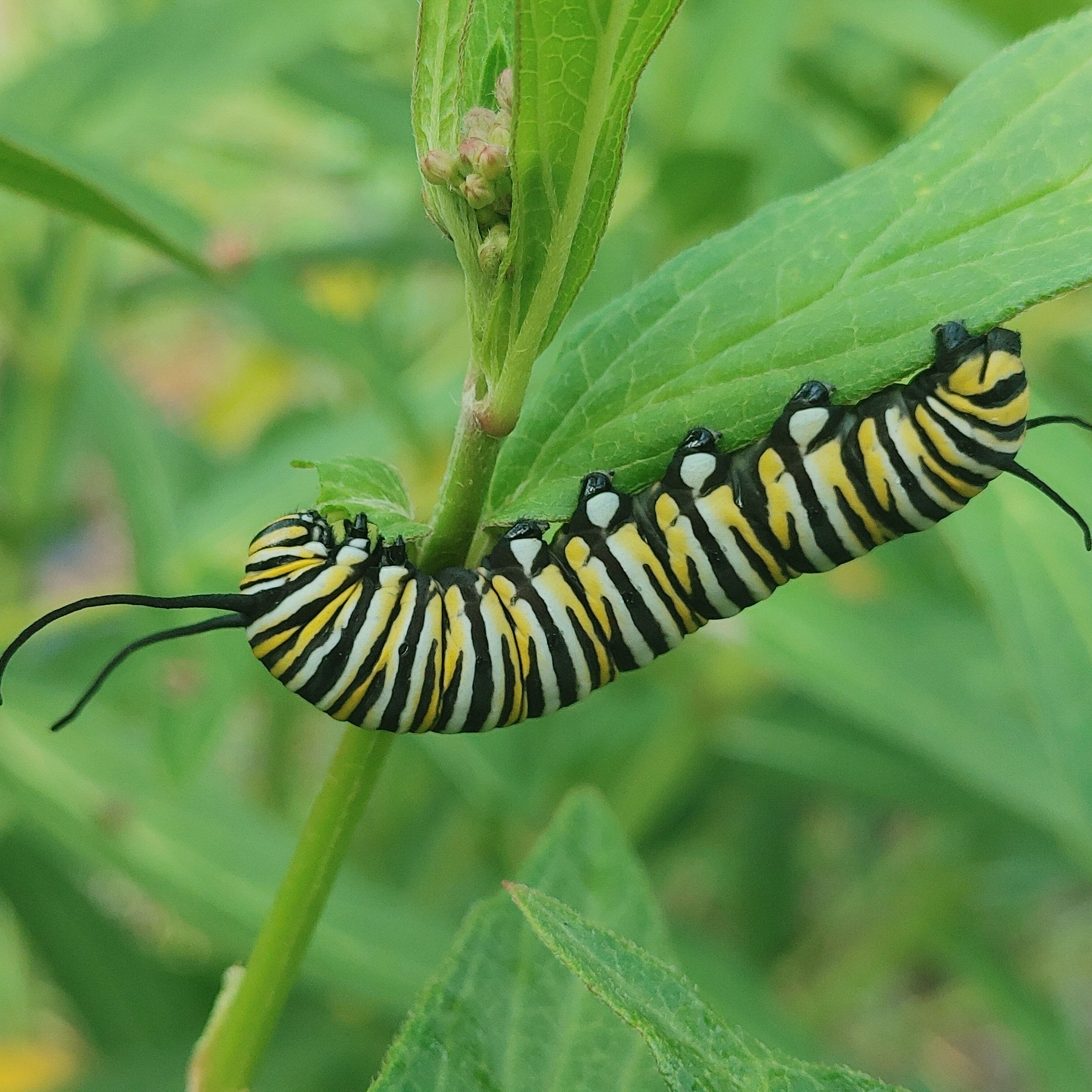 Milkweed - Swamp Milkweed