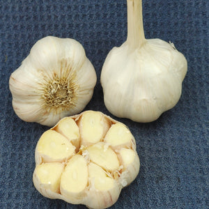 Morado, Organic Seed Garlic