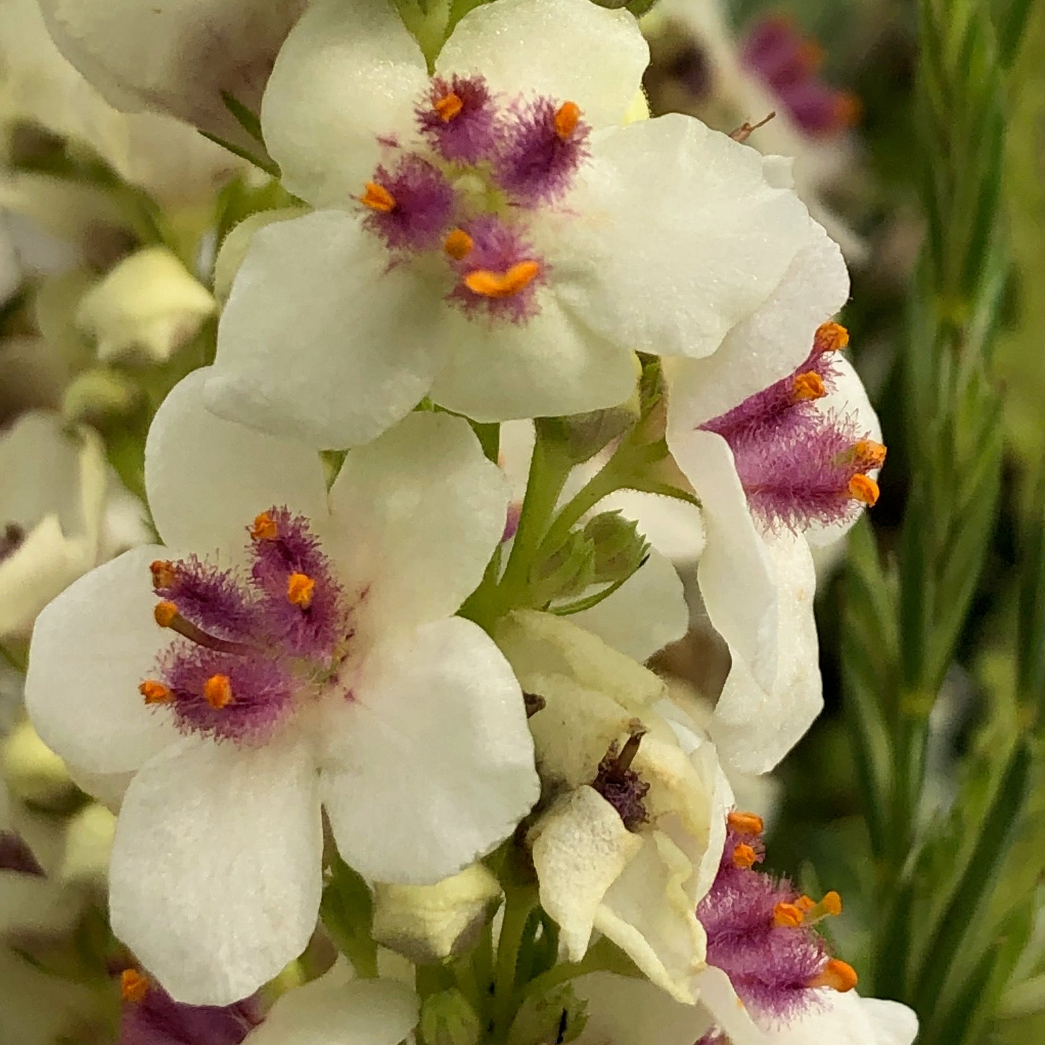 Verbascum - Phoenician Mullein