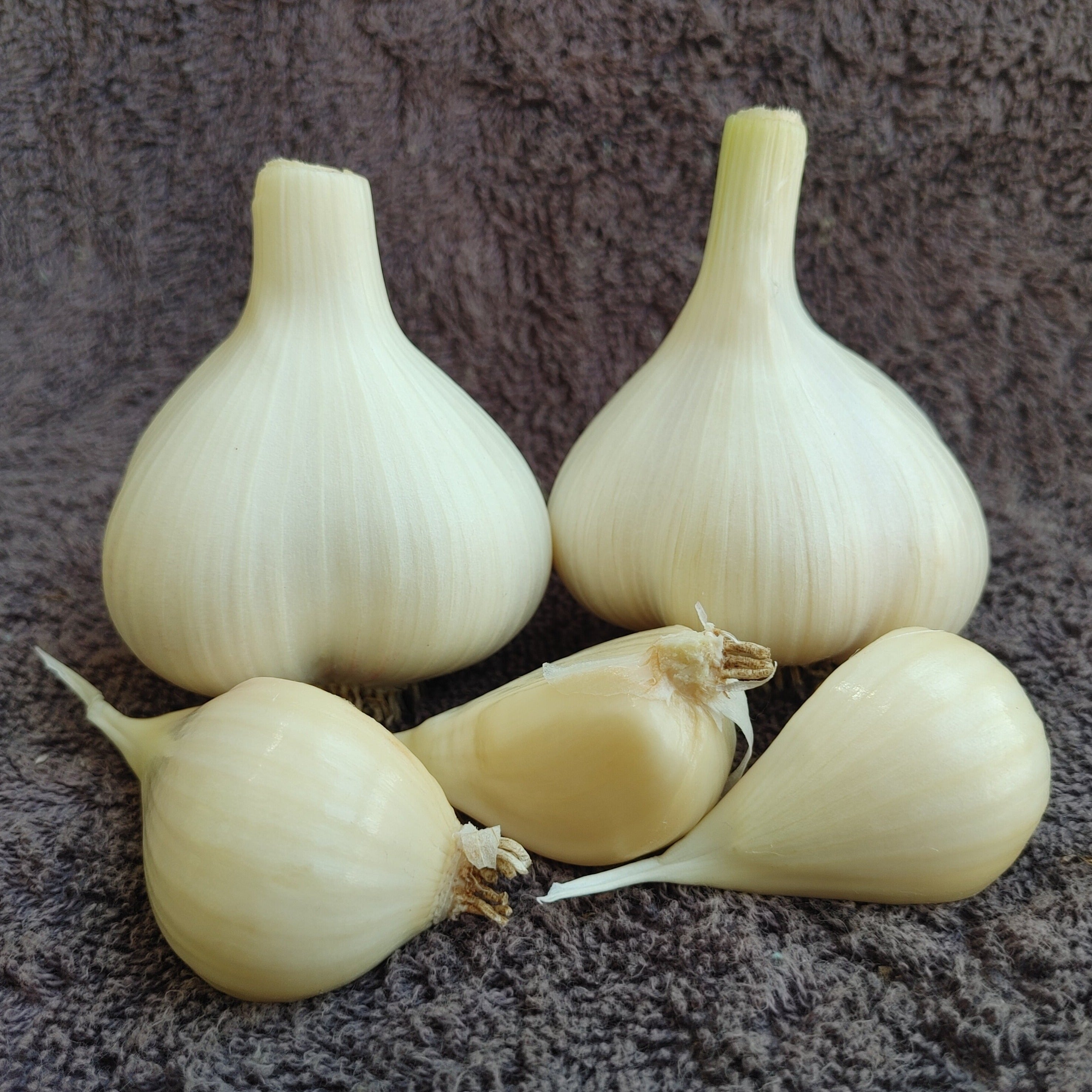 Music, Organic Seed Garlic