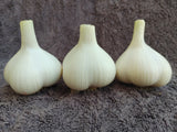Music, Organic Seed Garlic