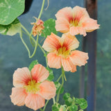 Nasturtium - Alaska Mix