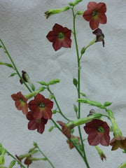 Nicotiana - Hot Chocolate