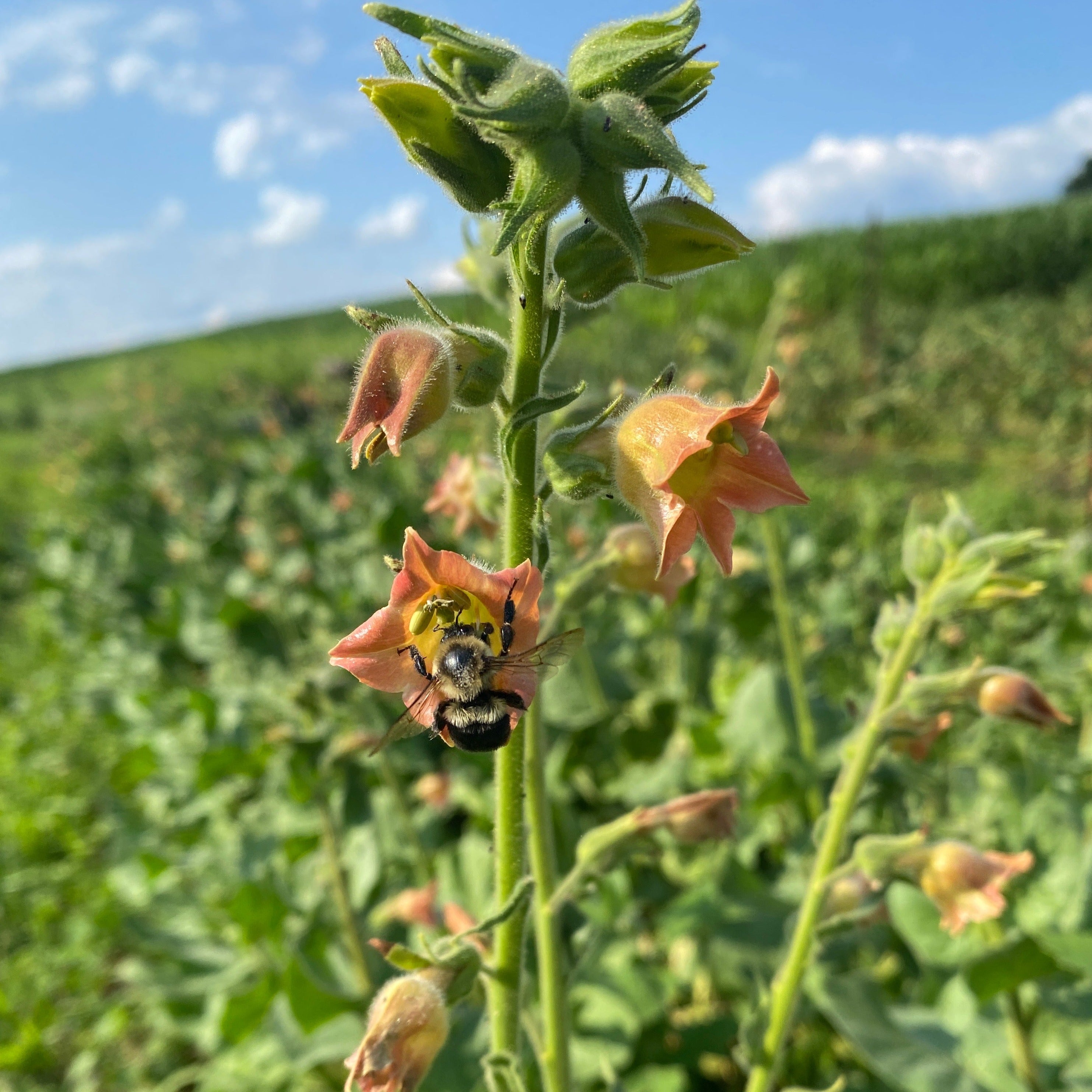 Nicotiana - Peach Screamer