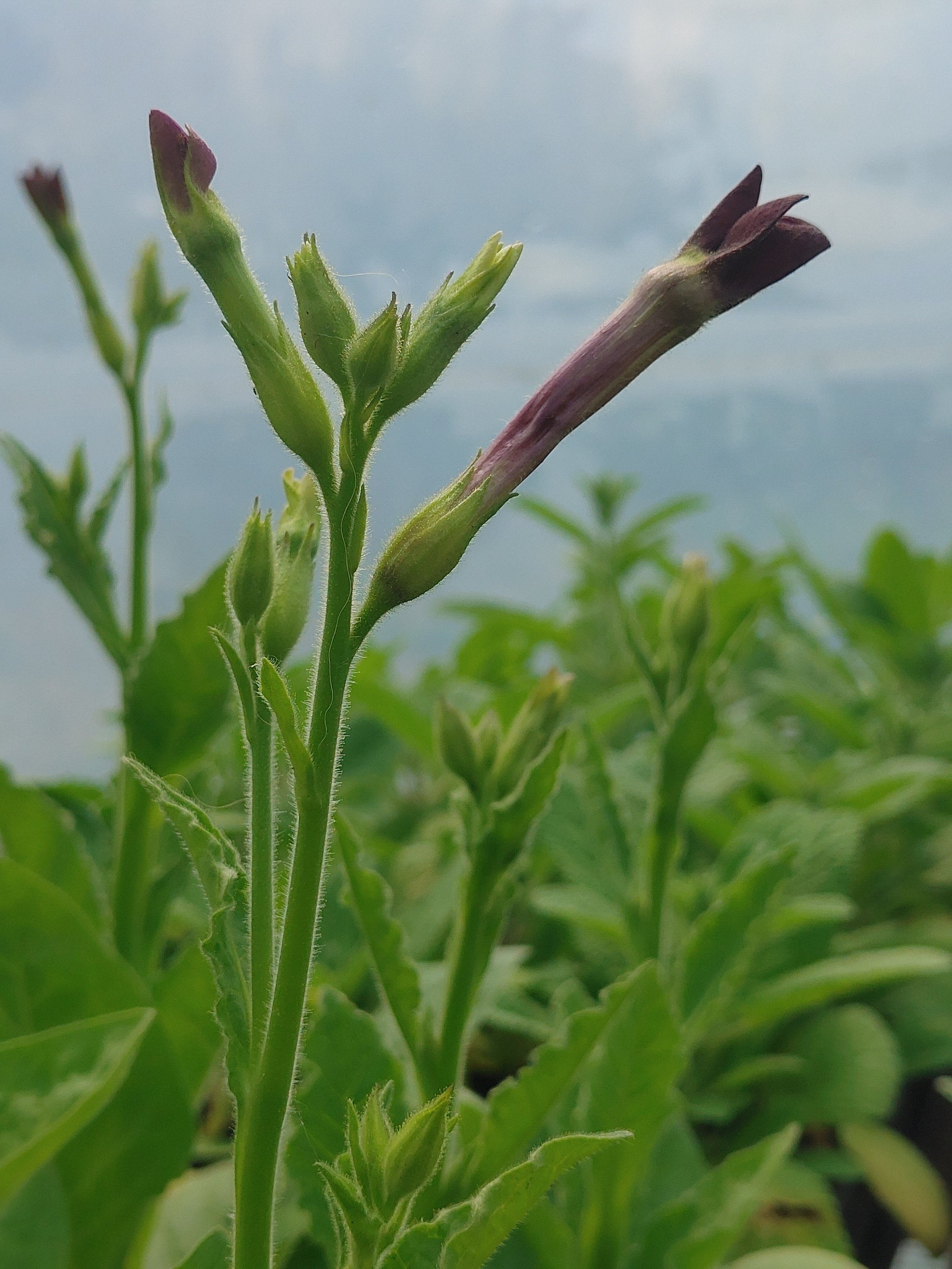 Nicotiana - Purple Perfume