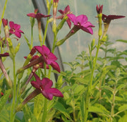 Nicotiana - Purple Perfume