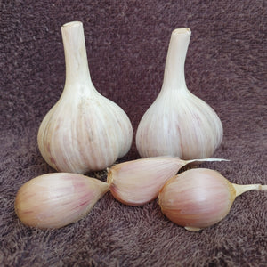 Northumberland, Organic Seed Garlic