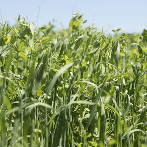 Oats and Field Pea Mix