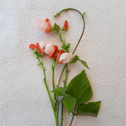 Painted Lady Runner Bean