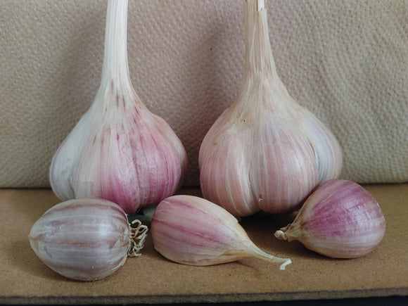 Pelee Marbled Purple Stripe, Organic Seed Garlic