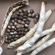 Pelligrini Pole Bean