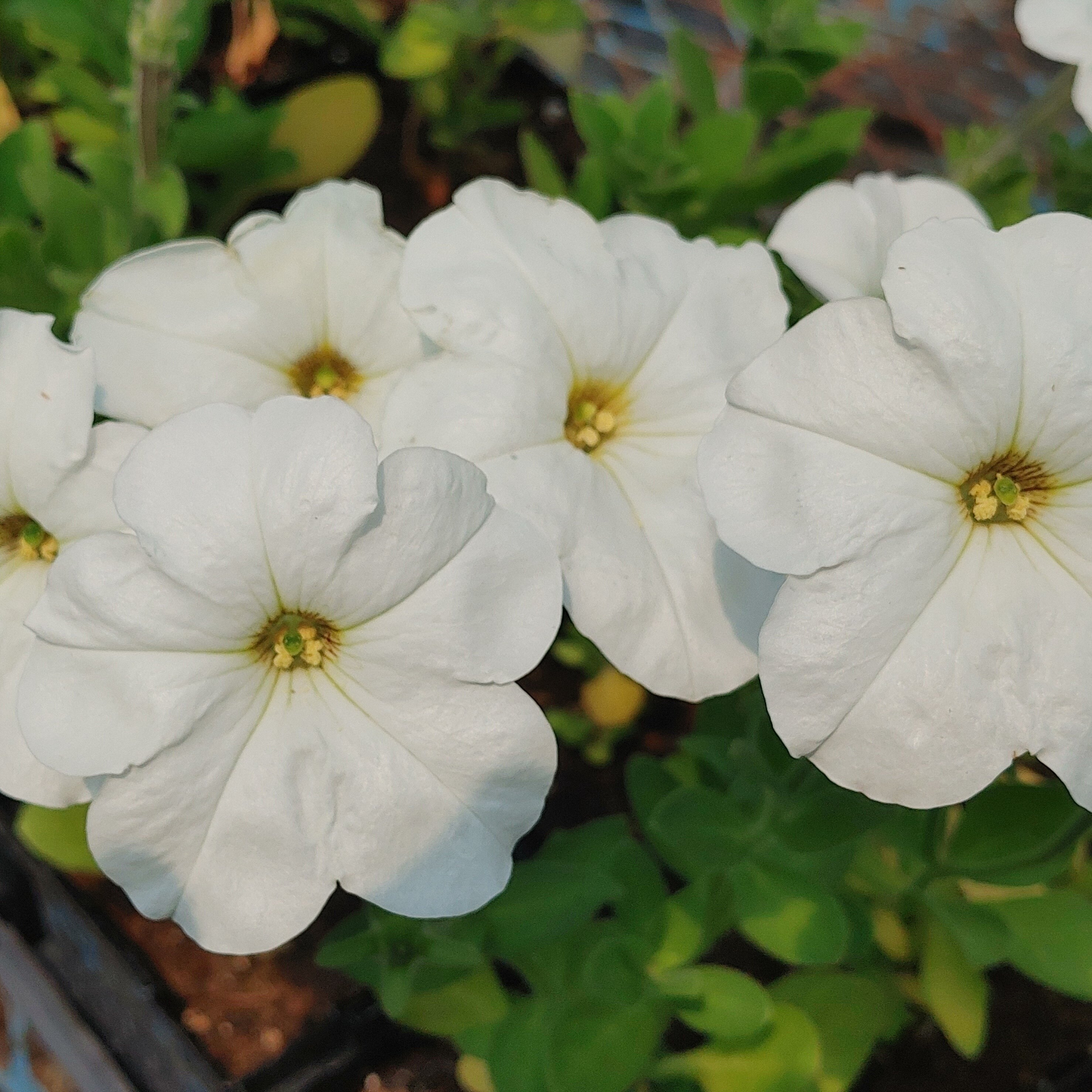 Petunia - Rainmaster