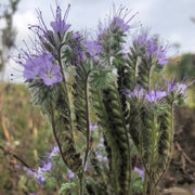 Phacelia - Best-Find