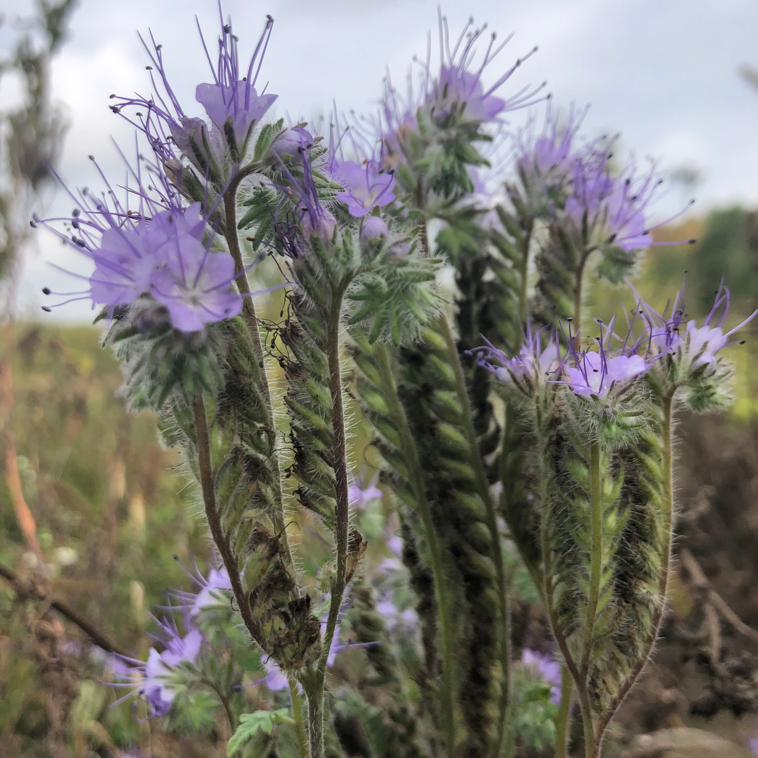 Phacelia