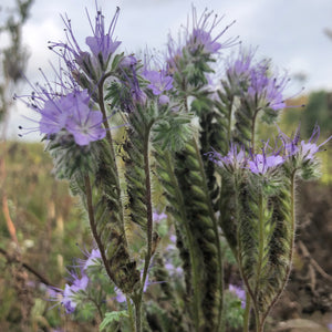 Phacelia - Best-Find