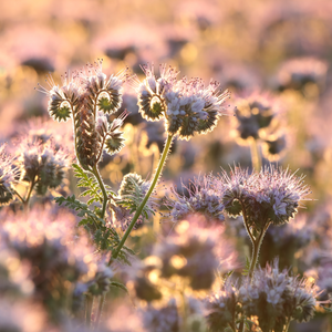 Phacelia - Best-Find