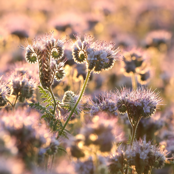 Phacelia - Best-Find