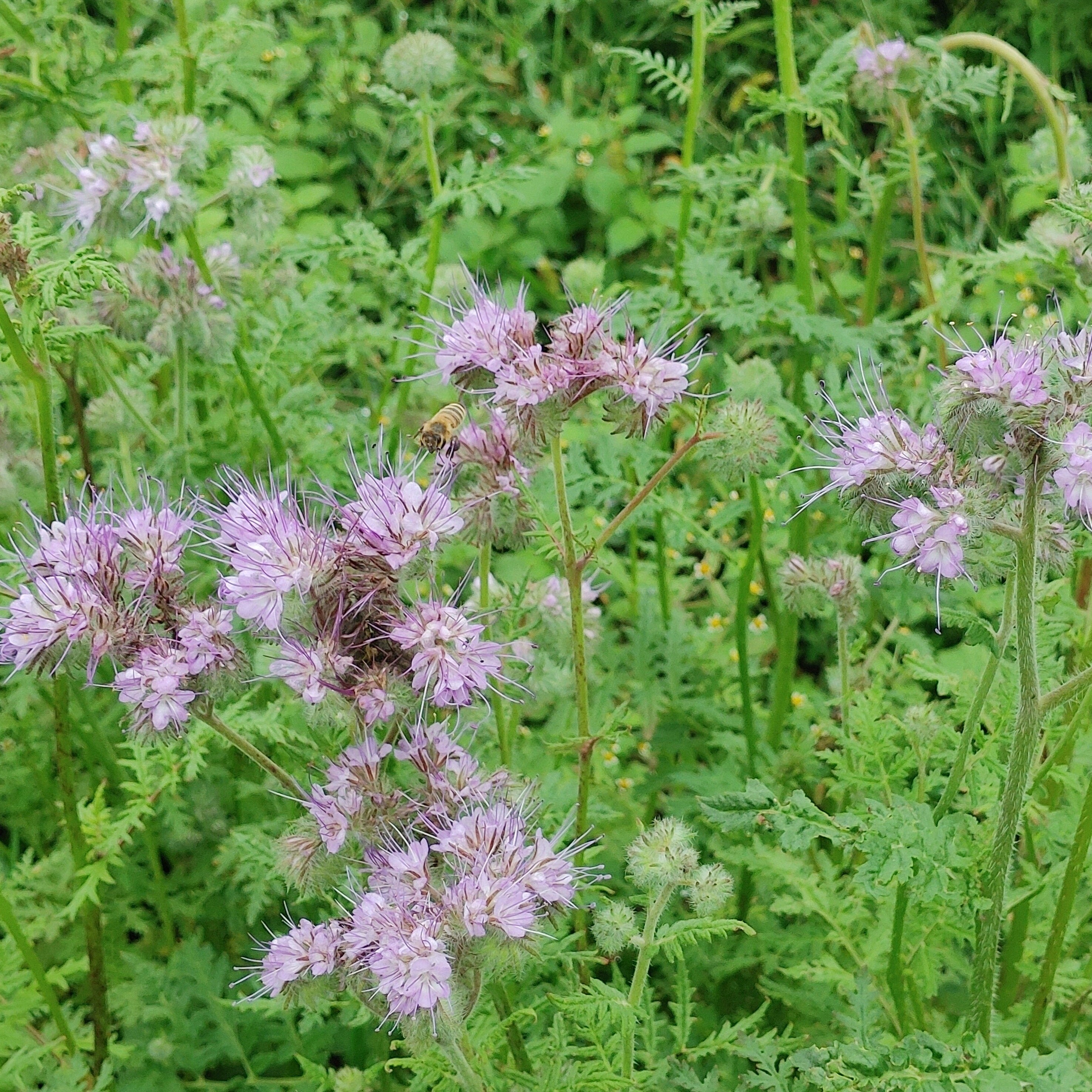 Phacelia - Best-Find