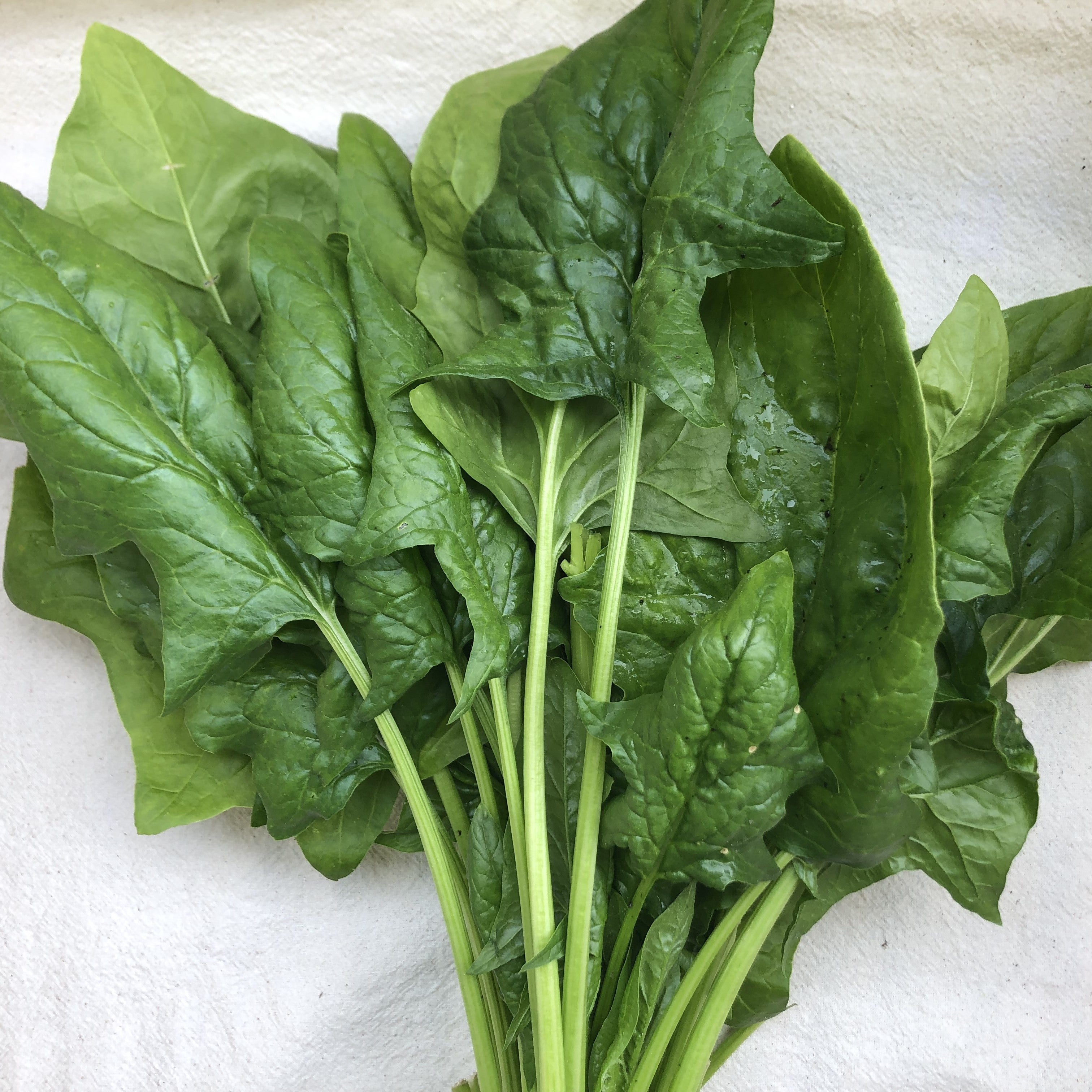 Popeye Spinach