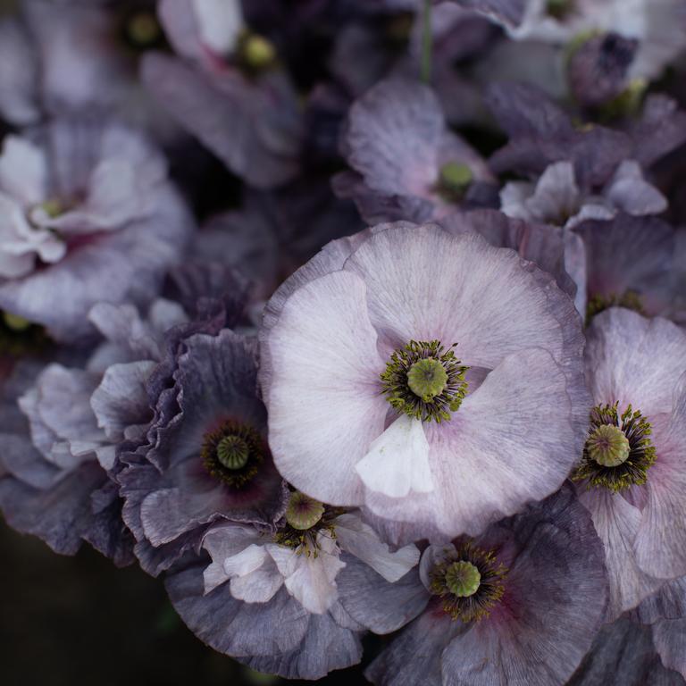 Poppy - Amazing Grey Shirley Poppy