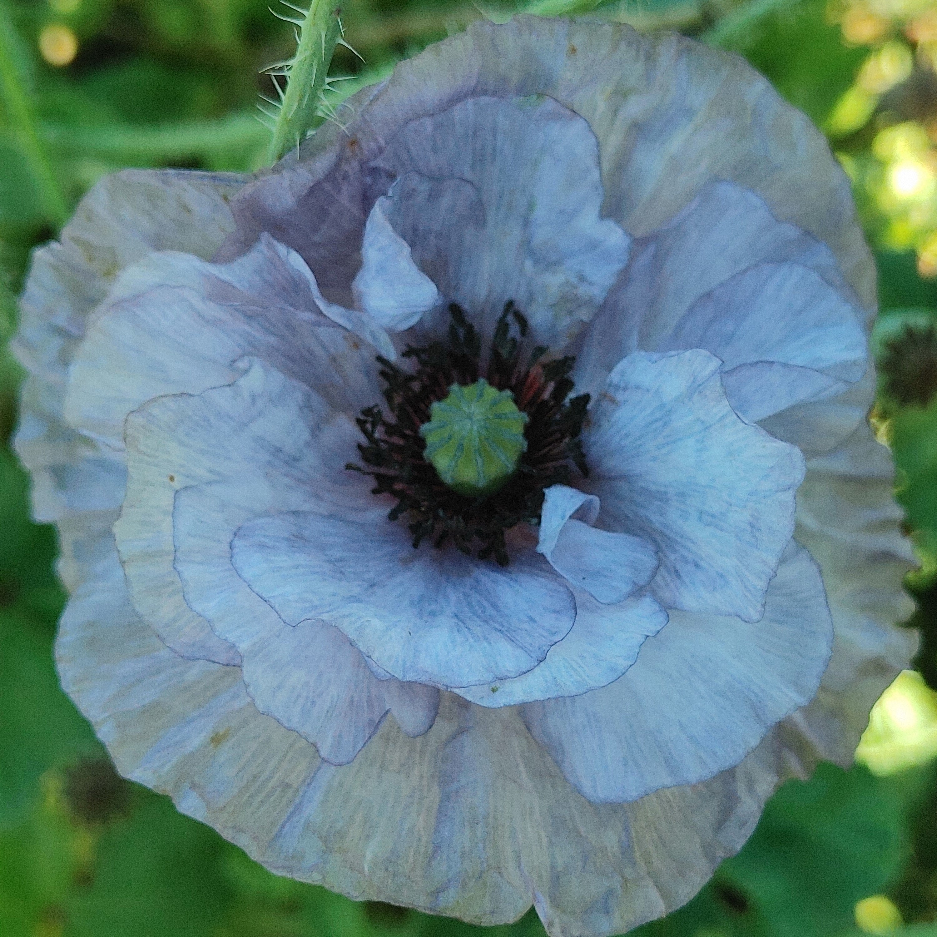 Poppy - Amazing Grey Shirley Poppy – Hawthorn Farm