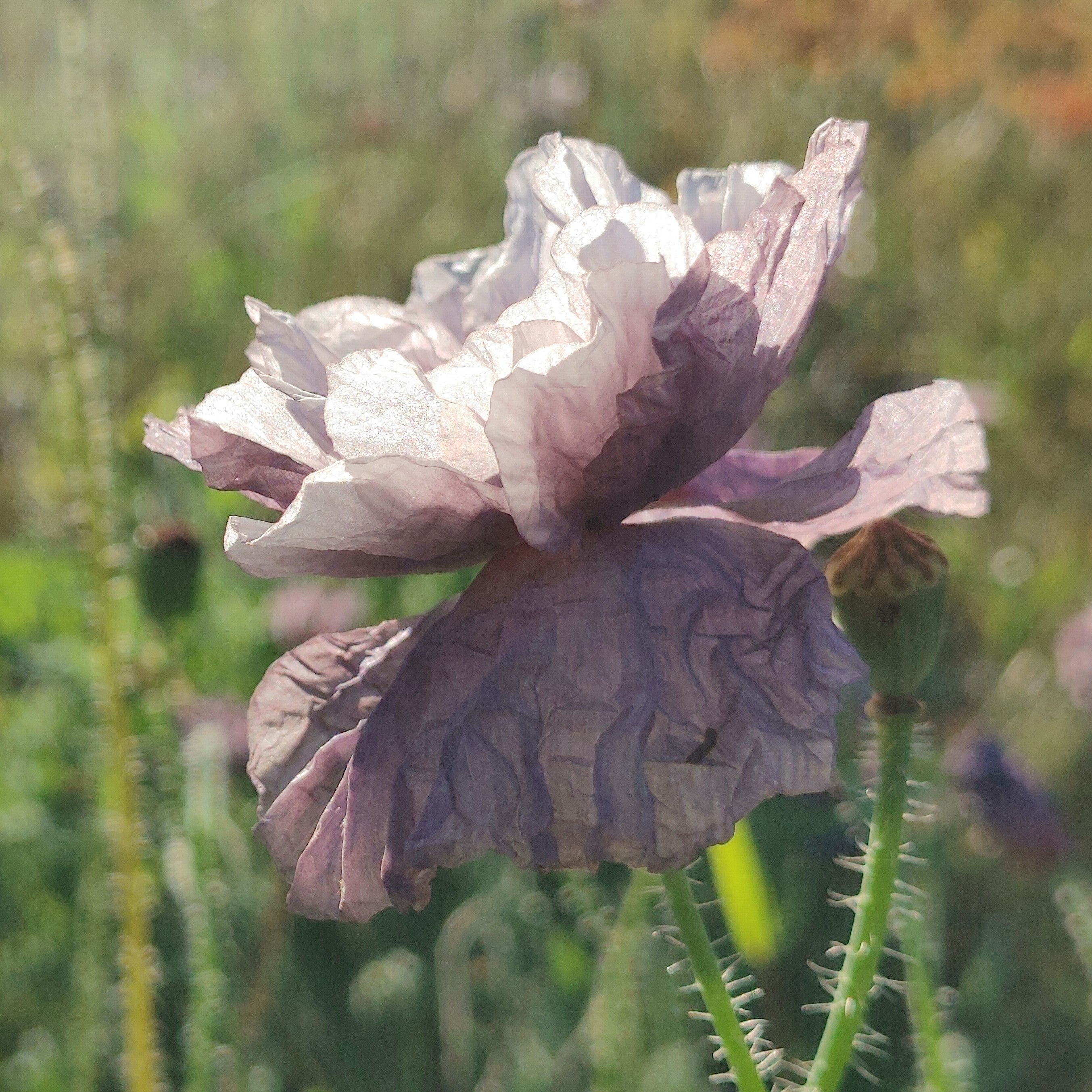 Poppy - Amazing Grey Shirley Poppy – Hawthorn Farm