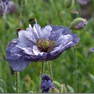 Poppy - Amazing Grey Shirley Poppy – Hawthorn Farm