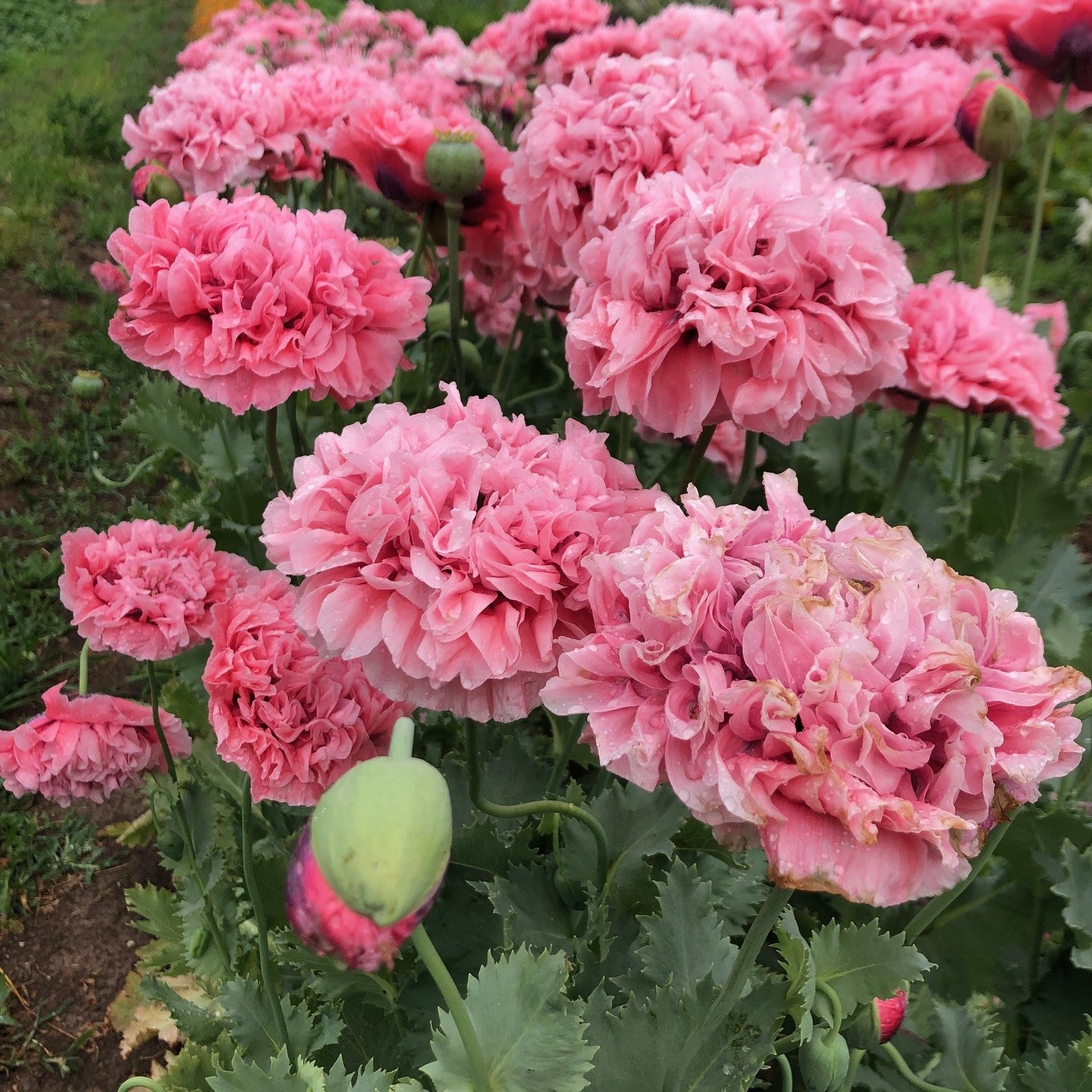 Poppy - Double Pink Breadseed