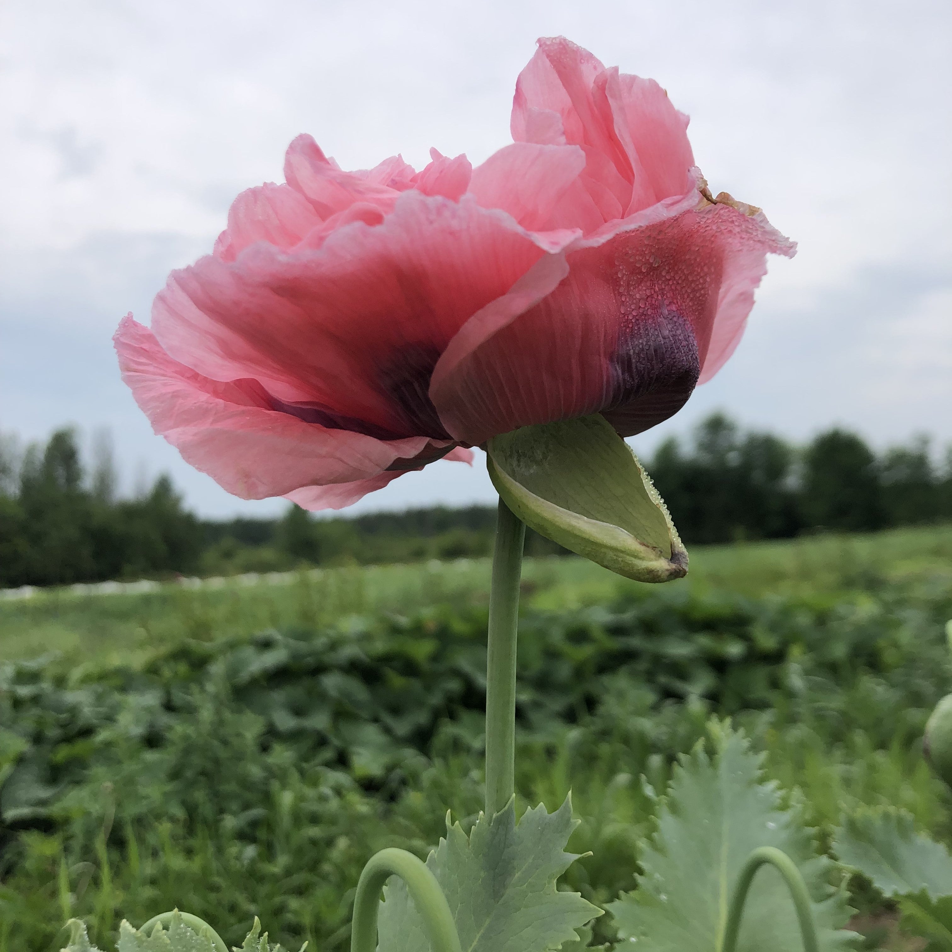 Poppy - Double Pink Breadseed