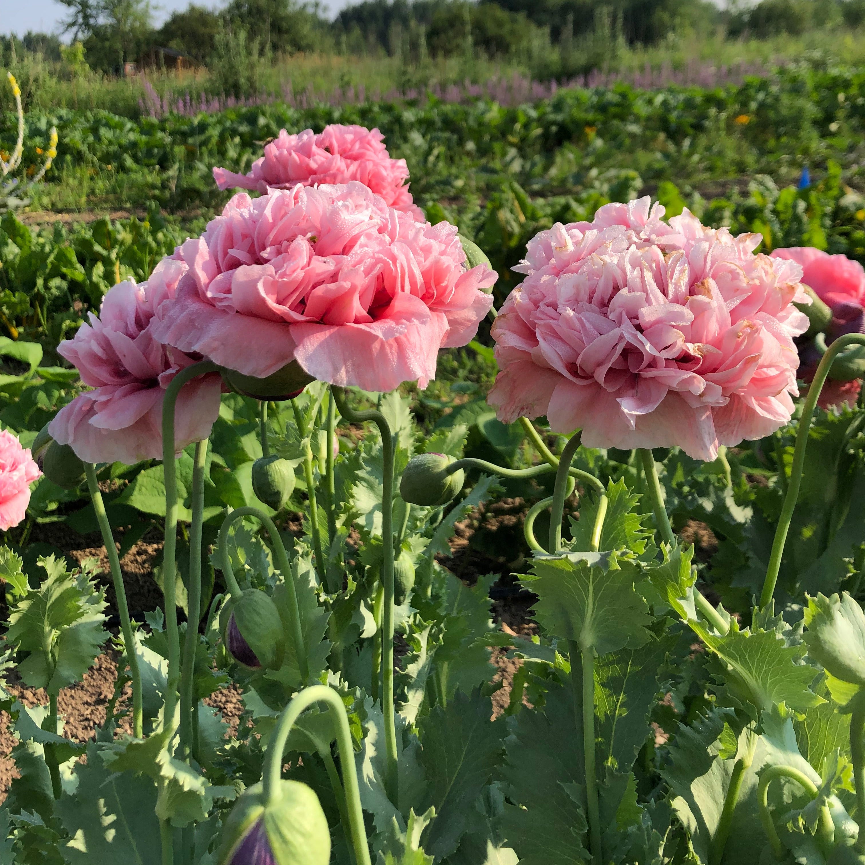 Poppy - Double Pink Breadseed