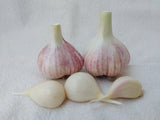Portugal Azores, Organic Seed Garlic