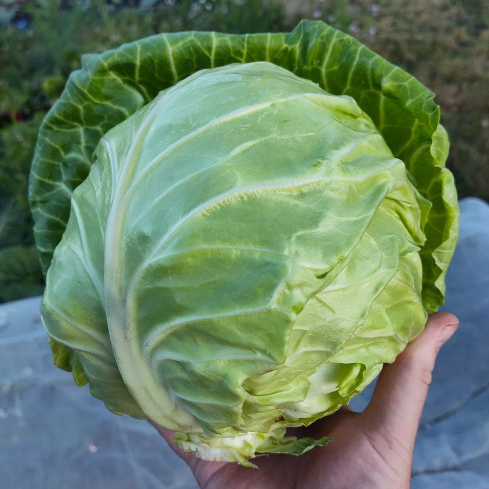 Primax Cabbage
