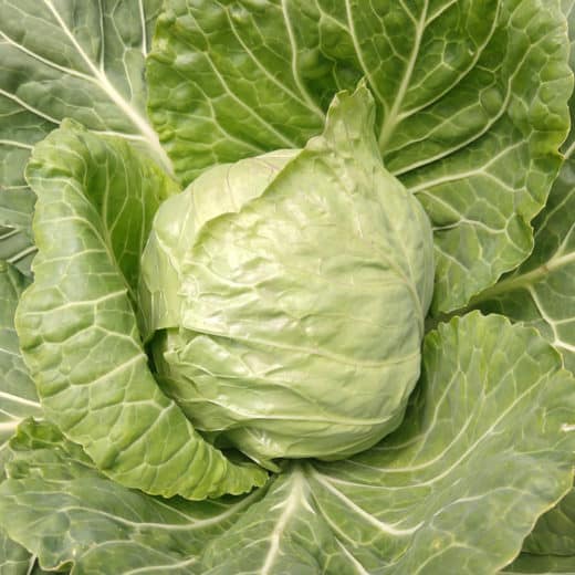 Primax Cabbage