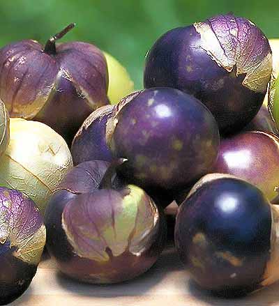 Purple Keepers Modern Landrace Tomatillo