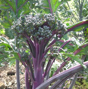 Purple Peacock Broccoli