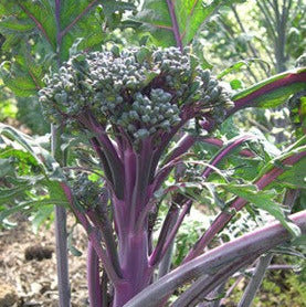 Purple Peacock Broccoli