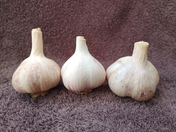 Organic Seed Garlic Sampler 3 large bulbs