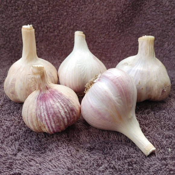 Organic Seed Garlic Sampler 5 large bulbs
